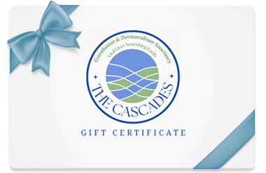 Gift Certificate