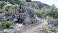 COD Ranch trailhead